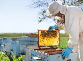Зображення для оголошення Продам бджолосім'ї Carnica (Карніка)