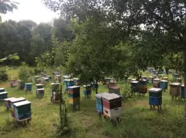 Продам пасіку