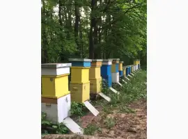 Продам пасіку