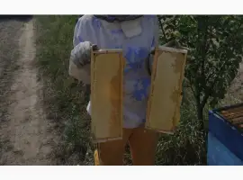 Зображення для оголошення Мед сотовий 145 рамка Акація