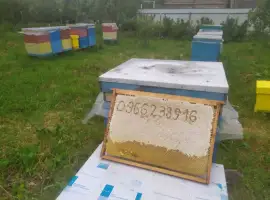Зображення для оголошення Мед травневий та з різнотрав'я