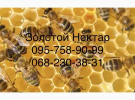 Зображення для оголошення Закупка меда у пчеловодов оптом от 300кг (Золотой Нектар)