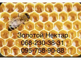 Зображення для оголошення Рапсовый и Подсолнечный МЁД оптом