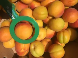 Зображення для оголошення Продаємо абрикос товарний і на переробку. Врожай 2026 р Реєструємо ПДВ