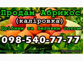Зображення для оголошення Реалізую Абрикос Каліровка