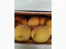 Зображення для оголошення Продам молдавский абрикос