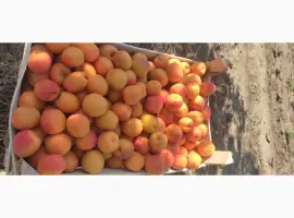 Зображення для оголошення Продам качественный молдавские абрикосы