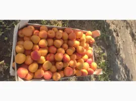 Зображення для оголошення Продам качественный сладкий абрикос