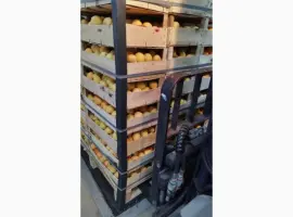 Зображення для оголошення Продам молдавскую ананаску
