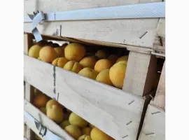 Зображення для оголошення Продам абрикосы отличного качества