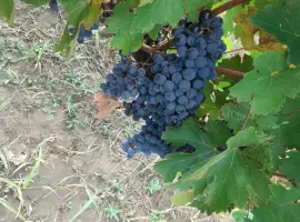 Зображення для оголошення Продам винопродукт Мерло