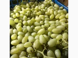 Зображення для оголошення Продам виноград оптом
