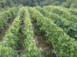 Зображення для оголошення Продам виноград Молдова