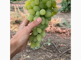 Зображення для оголошення Виноград столовый
