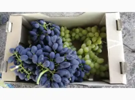 Зображення для оголошення Продам Столовый виноград разных сортов