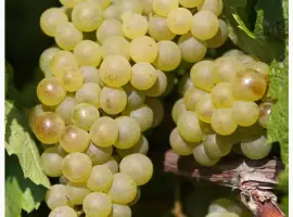 Зображення для оголошення Продам виноград