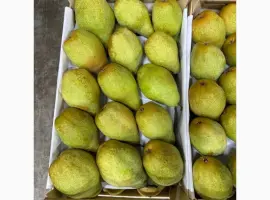 Зображення для оголошення Продам грушу Ноябирська