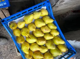 Зображення для оголошення Продам Ноябрську і Киргизську грушу