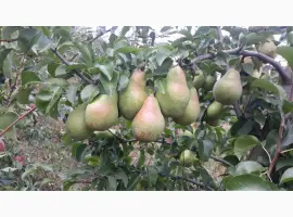 Зображення для оголошення Продам грушу Талгарку. Ноябрську. Киргизку