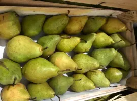 Зображення для оголошення Продам грушу Нояберська