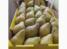 Зображення для оголошення Продам груші сортів Бера "Ноябрська" Вільямс Конференція урожай 2025