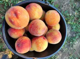Зображення для оголошення Продам персик