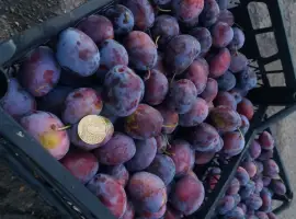 Зображення для оголошення Сливка плоди ціле лито