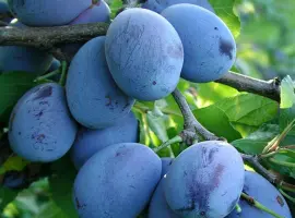 Зображення для оголошення Куплю сливу