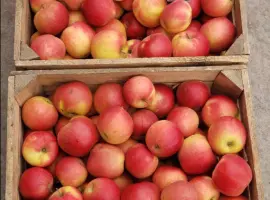 Зображення для оголошення Продам Яблука гуртом: Гарантія Якості та Вигідних Умов