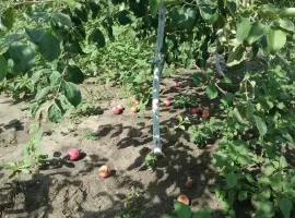 Зображення для оголошення Куплю купимо яблоки на переработку