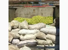 Зображення для оголошення Купимо яблука на сік по всіх областях