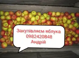 Зображення для оголошення Куплю яблука на переробку