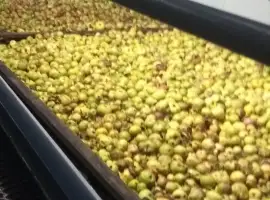 Зображення для оголошення Яблоки переробка трушені на сік