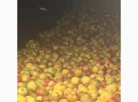 Зображення для оголошення Яблоки на сік
