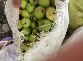 Зображення для оголошення Купимо яблоки на сік від 5т Вінницька