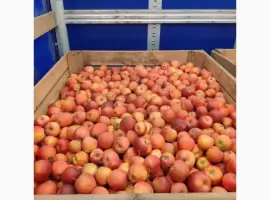 Зображення для оголошення Продам яблоки от производителя несколько сортов с 10 тонн