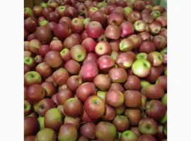 Зображення для оголошення Продам яблука опт