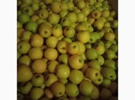 Зображення для оголошення Продам яблука оптом