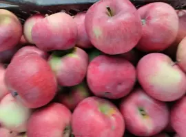 Зображення для оголошення Продам яблука з власного саду