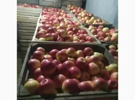 Зображення для оголошення Продам яблука