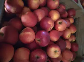 Зображення для оголошення Продам яблука