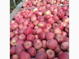 Зображення для оголошення Продам Яблука оптом