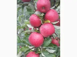 Зображення для оголошення Продам яблука