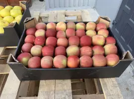 Зображення для оголошення Продам яблука Фуджі
