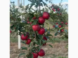 Зображення для оголошення Продаємо яблука Ґала Шніга