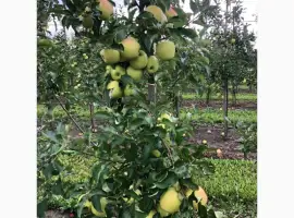 Зображення для оголошення Продам яблука з холодильника