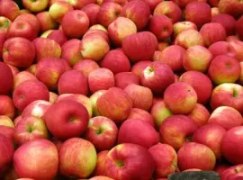 Зображення для оголошення Купимо яблука для переробки