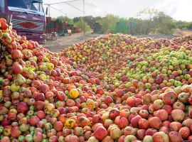 Зображення для оголошення Куплю для переробки яблука