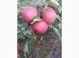 Зображення для оголошення Продам Декоста