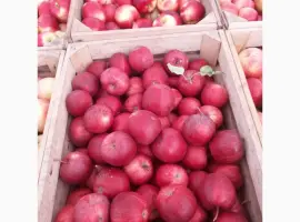 Зображення для оголошення Продам яблука оптом